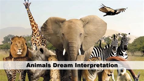 Tips for Analyzing and Interpreting Animal Dreams