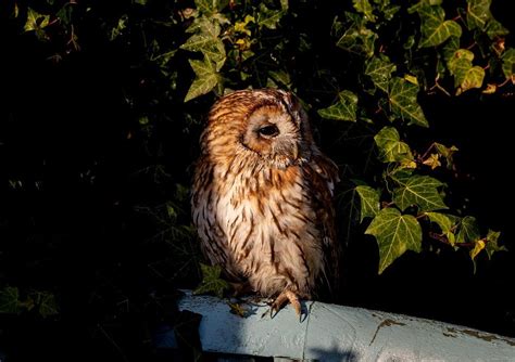 Tips for Analyzing and Interpreting Your Nocturnal Owl Stroll