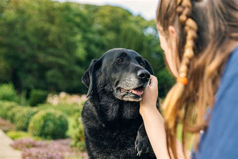 Tips for Aspiring Canine Guardians