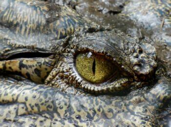 Tips for Coping with Alligator Visions in Your Home