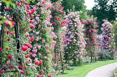 Tips for Crafting a Breathtaking Garden of Roses