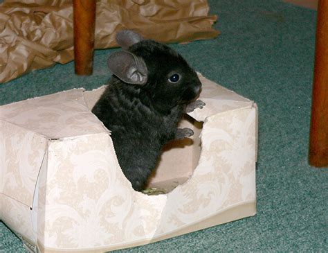 Tips for Creating the Ideal Home Environment for Your Chinchilla