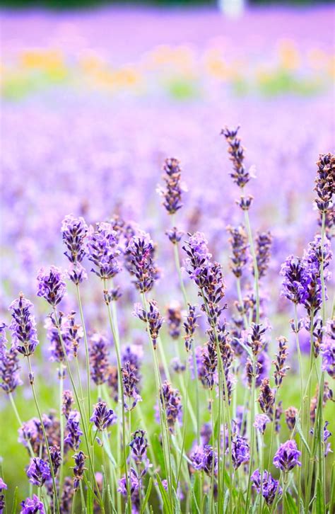 Tips for Cultivating Lavender Roses in Your Garden