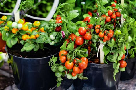 Tips for Cultivating Succulent Tomatoes