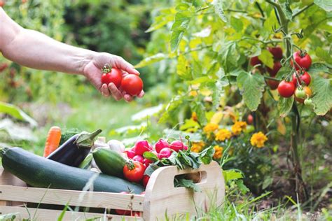 Tips for Cultivating Wholesome Greens in Your Backyard