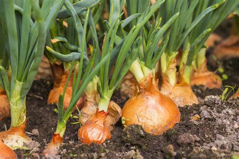 Tips for Cultivating and Nurturing Onions throughout the Season