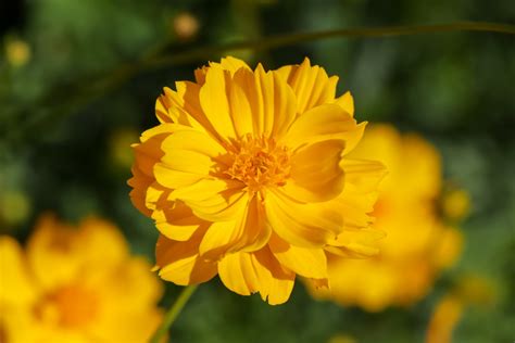 Tips for Cultivating and Nurturing Vibrant Tangerine Blooms