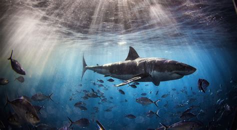 Tips for Dealing with and Overcoming the Emotions and Fear from Shark Biting Dreams