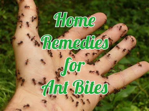 Tips for Dealing with the Emotional Impact of Dreams Involving Ant Bites