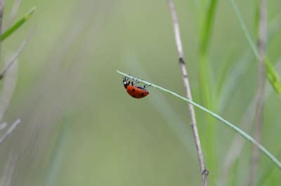 Tips for Deciphering and Grasping the Significance of Your Ladybug Dreams: A Guide for Self-Reflection and Personal Growth