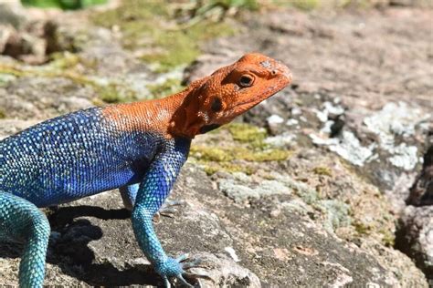 Tips for Deciphering and Incorporating Lizard Reveries in Your Life journey