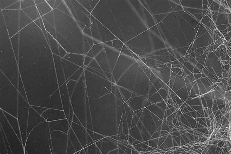 Tips for Deciphering the Significance of Cobwebs on the Overhead Surface of your Nighttime Fantasies