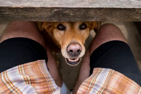 Tips for Decoding Dreams Involving Enormous Ebony Canines