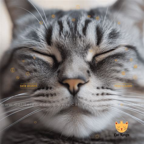 Tips for Decoding Your Cat's Dreams and Sleep Patterns