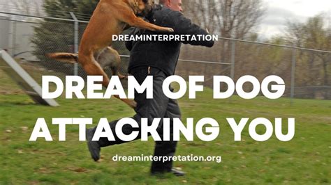 Tips for Decoding and Analyzing Dreams of Canine Combat