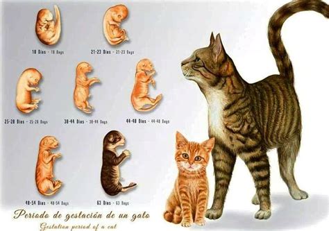 Tips for Decoding and Comprehending Feline Visions During the Maternity Period