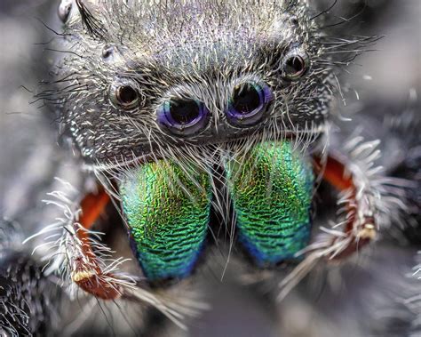 Tips for Decoding and Comprehending the Significance of Your Vision Involving a Young Arachnid