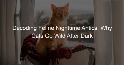 Tips for Decoding and Interpreting Your Own Feline-Related Nighttime Visions