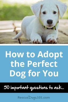 Tips for Discovering and Adopting Your Ideal Pooch