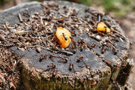 Tips for Embracing the Energies of Ants in Our Waking Lives