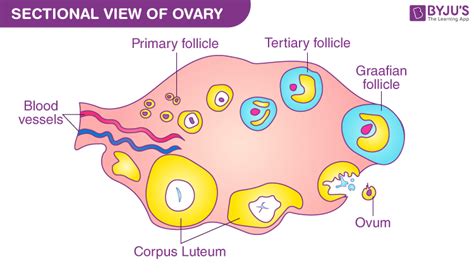 Tips for Enhancing Understanding and Decoding Visions of Mature Ova