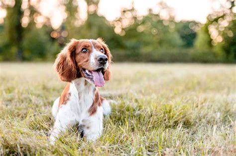 Tips for Ensuring Your Furry Friend Enjoys the Ultimate Belly Caresses