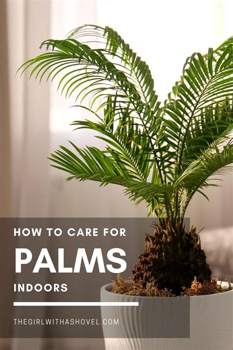 Tips for Ensuring the Healthy Growth of Your Palm