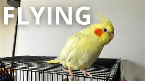 Tips for Getting Ready to Capture a Cockatiel