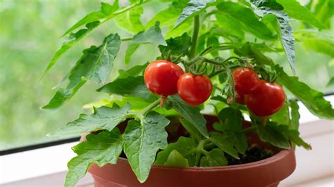 Tips for Getting Started with Your Own Tomato Growing Project