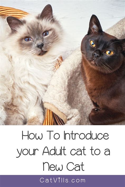 Tips for Introducing a New Cat to Your Current Kitty Crew