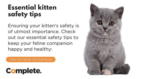 Tips for Keeping Your Feline Friend Safe and Secure