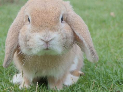 Tips for Looking After Your Bunny Companion