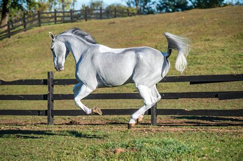 Tips for Maintaining a Healthy Mane and Tail