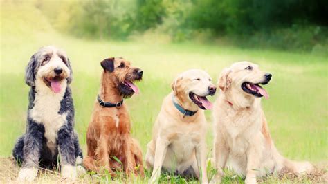 Tips for Managing Challenges with Multiple Canine Comrades