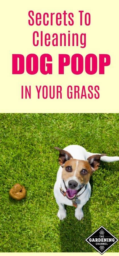 Tips for Managing Pet Waste: Maintaining a Clean Yard