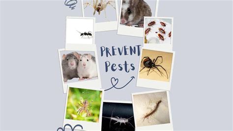 Tips for Managing and Preventing Infestations in Real Life