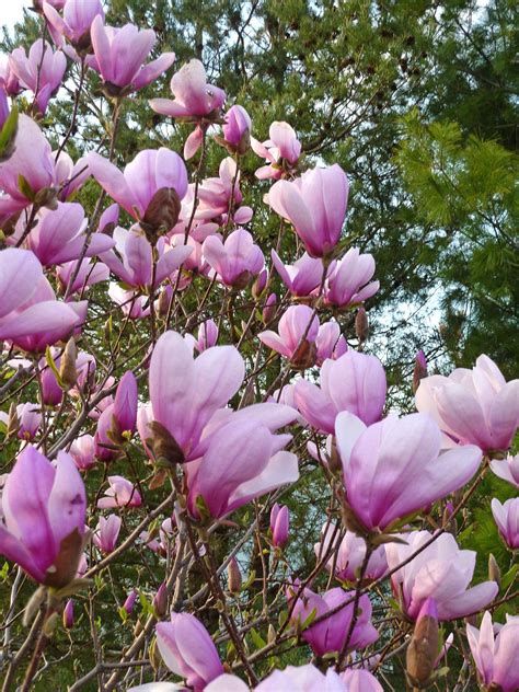 Tips for Planting and Caring for Magnolia Trees in your Garden