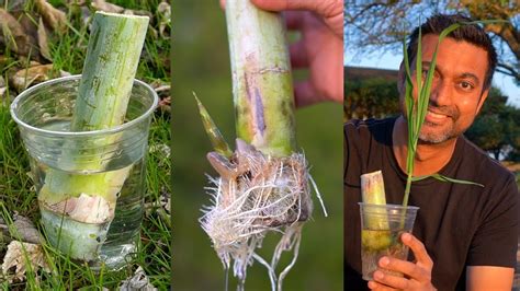 Tips for Planting and Cultivating Sugar Cane