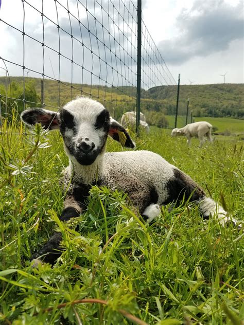 Tips for Raising Joyful and Satisfied Little Lambs