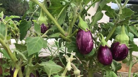 Tips for Reflecting on and Analyzing Brinjal Dream Experiences