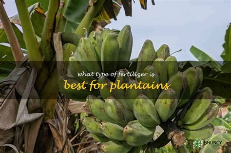 Tips for Selecting the Finest Plantains in the Market