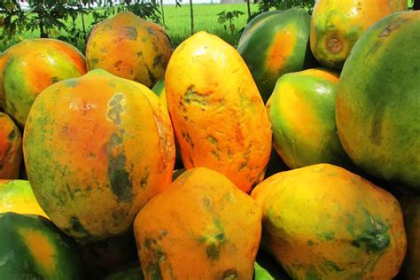 Tips for Selecting the Perfectly Ripe Papaya