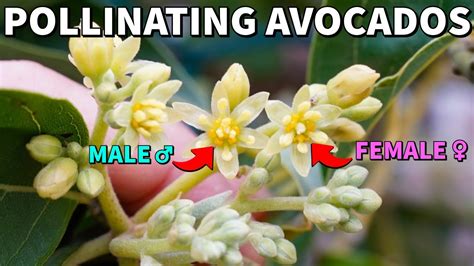 Tips for Successful Avocado Pollination