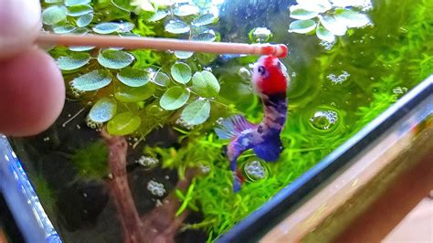 Tips for Successfully Caring for Ivory Betta Fish: Ensuring Optimal Health and Happiness