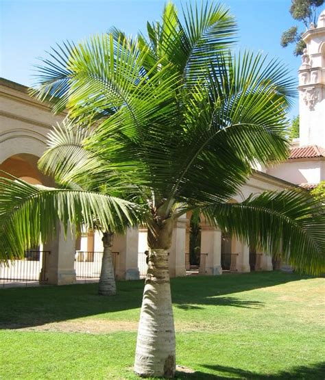 Tips for Successfully Growing a Majestic Palm: