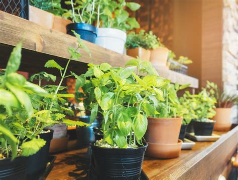 Tips for Thriving Indoor Gardening: Keeping Your Plants Flourishing