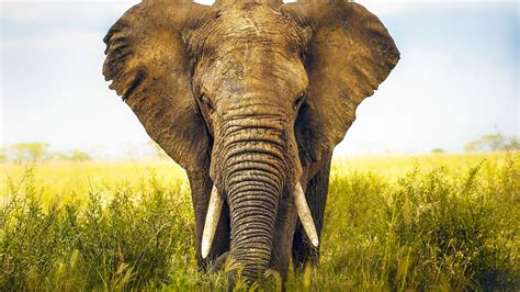 Tips for Understanding and Harnessing the Significance of Elephant Waste Dreams