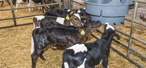 Tips for a Successful Experience as a Calf Owner: Expert Advice for a Seamless Journey