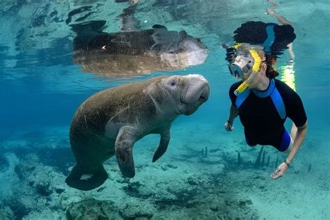 Tips for an Unforgettable Encounter: Get the Most Out of Your Manatee Swim