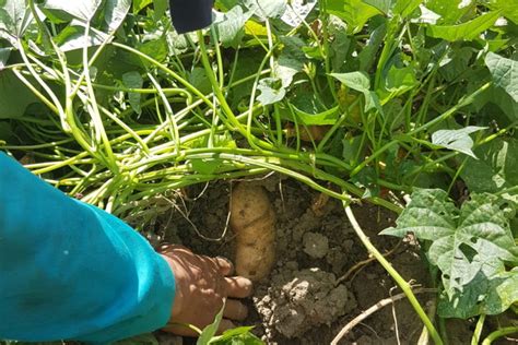 Tips to Cultivate a Lucrative Yam Crop